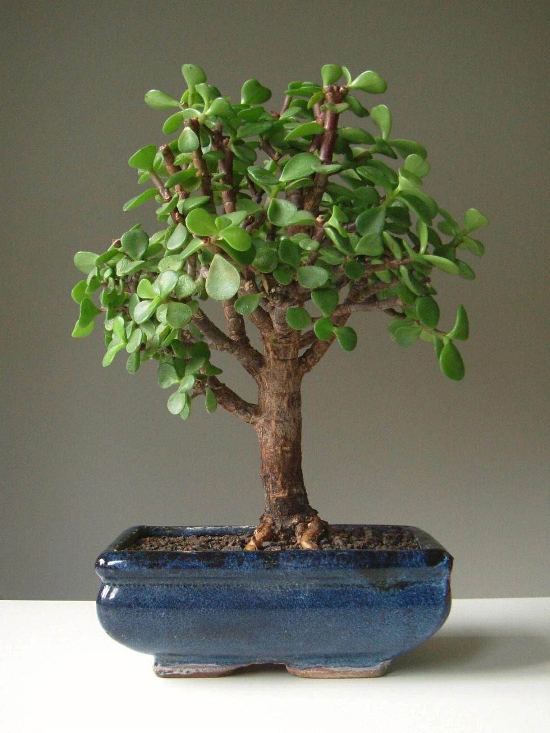 室內(nèi)養(yǎng)適合花的植物_室內(nèi)養(yǎng)適合花草的植物_十種適合室內(nèi)養(yǎng)的花