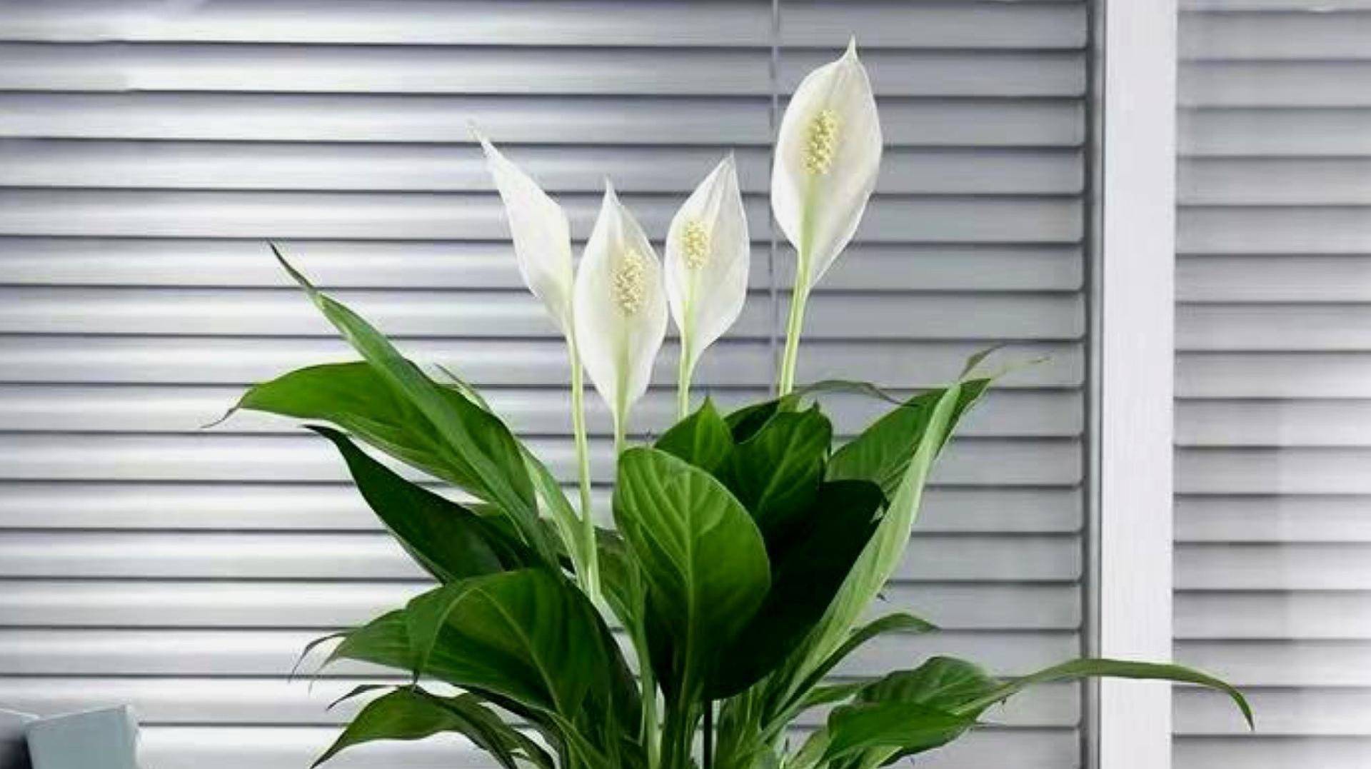 十種適合室內(nèi)養(yǎng)的花_室內(nèi)養(yǎng)適合花草的植物_室內(nèi)養(yǎng)適合花的植物