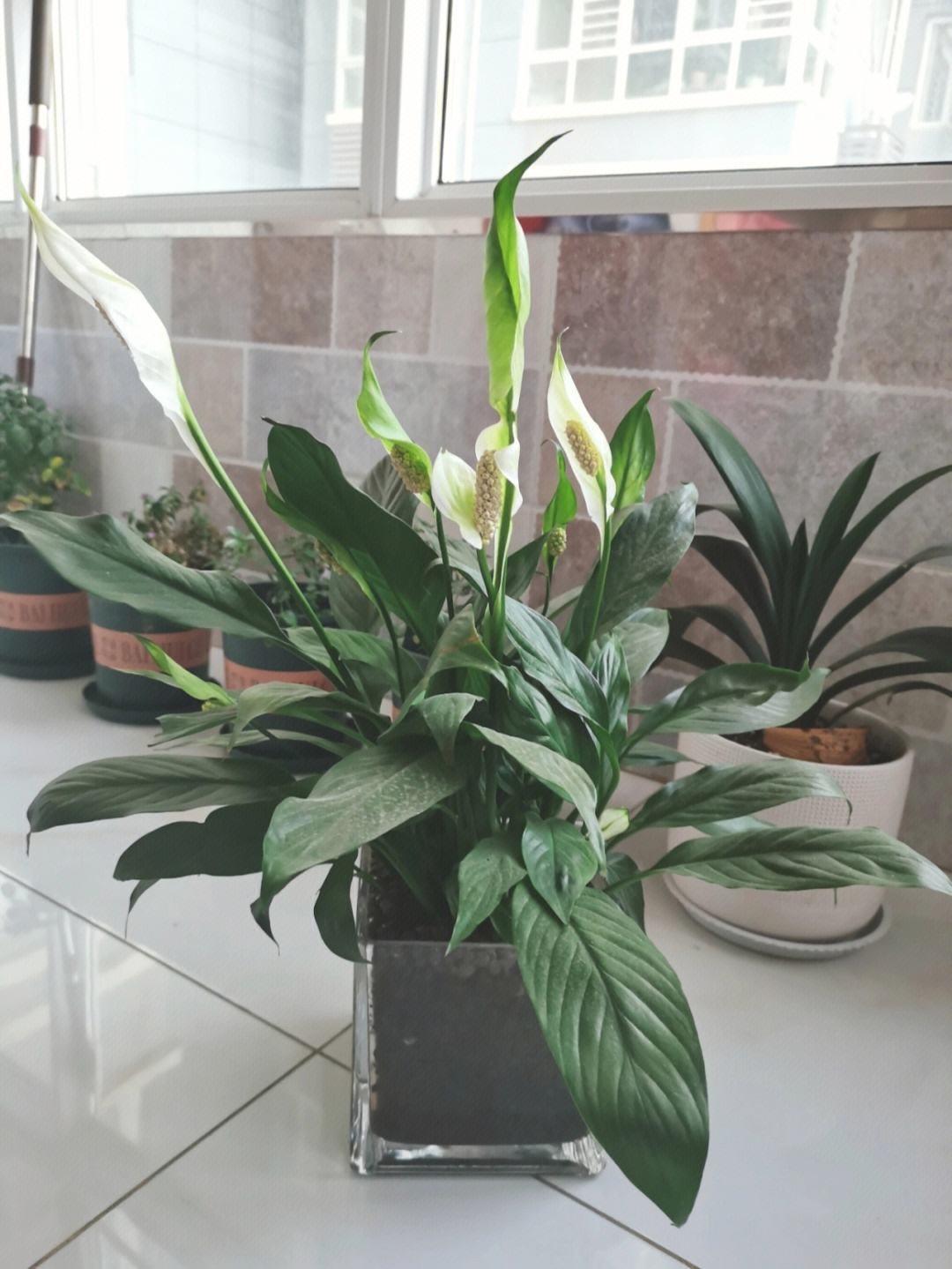 室內(nèi)養(yǎng)適合花的植物_室內(nèi)養(yǎng)適合花草的植物_十種適合室內(nèi)養(yǎng)的花