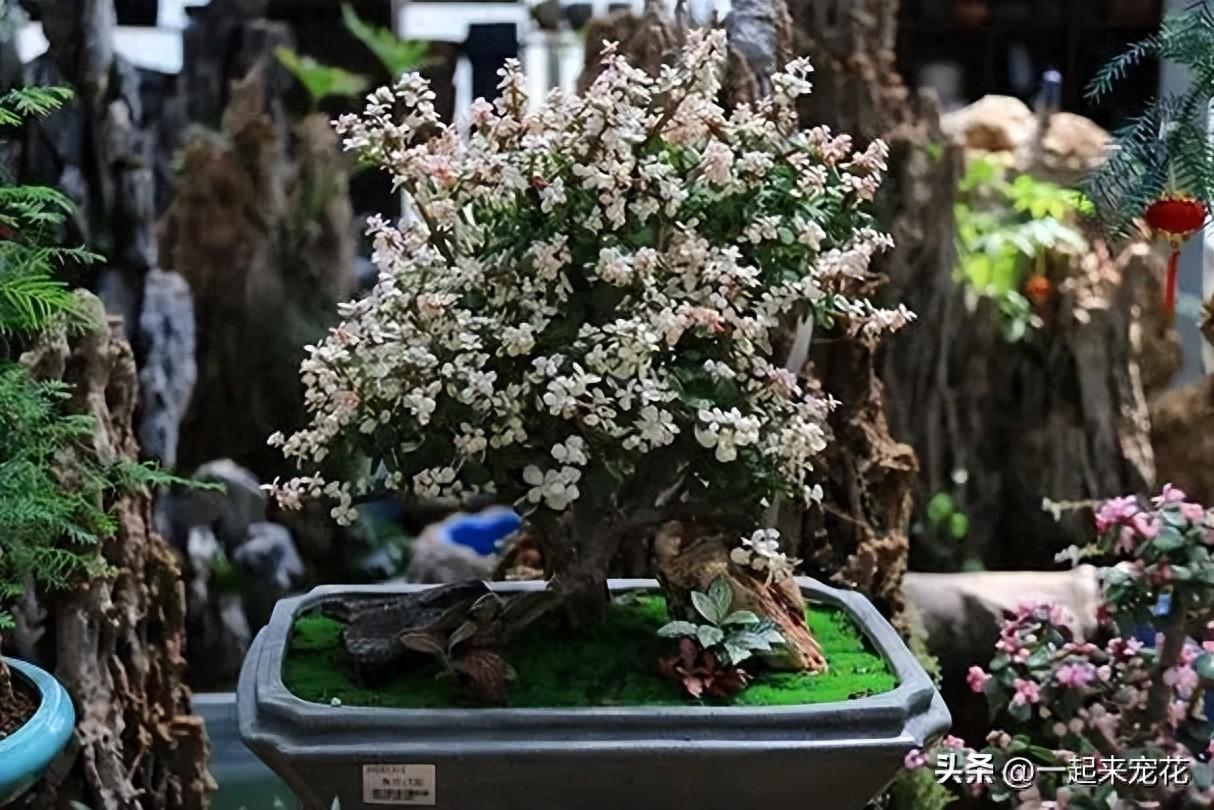 適合種植在臥室的5種花，擺在家里對(duì)身體好，一次養(yǎng)十盆不嫌多