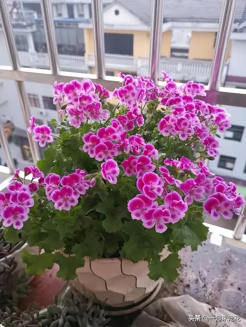 臥室養(yǎng)花可以用吡蟲(chóng)啉嗎_臥室可以養(yǎng)花嗎_臥室養(yǎng)花可以開(kāi)空調(diào)嗎