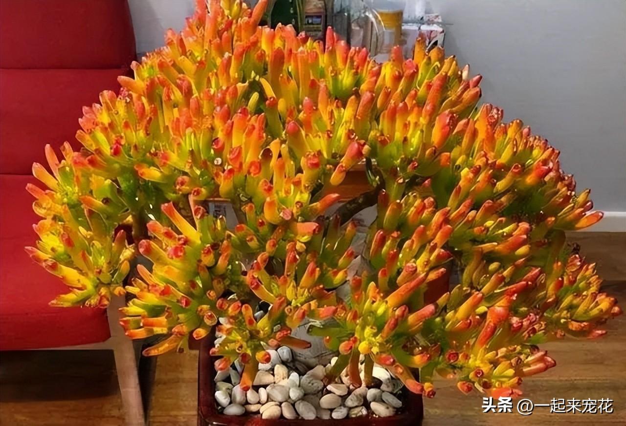 臥室可以養(yǎng)花嗎_臥室養(yǎng)花可以用吡蟲(chóng)啉嗎_臥室養(yǎng)花可以開(kāi)空調(diào)嗎