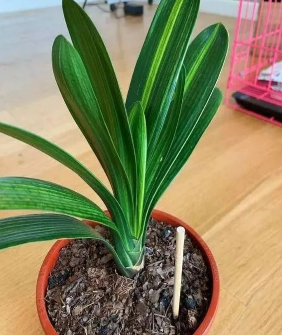 花盆里插筷子，養(yǎng)花有妙用！