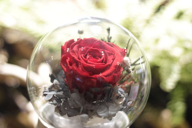 鮮花變干花后怎么保存_鮮花放干后變成干花_鮮花一直放會變干花嗎