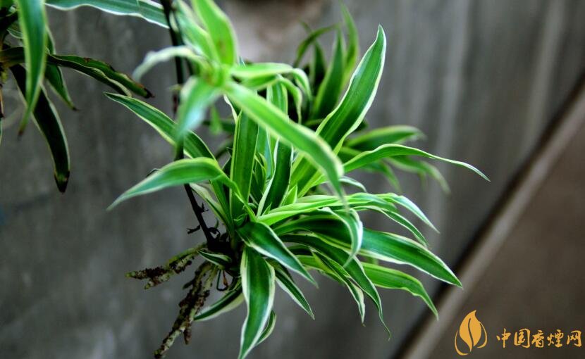 室內(nèi)干燥養(yǎng)什么植物最好_干燥的室內(nèi)養(yǎng)什么植物_干燥室內(nèi)養(yǎng)植物好嗎