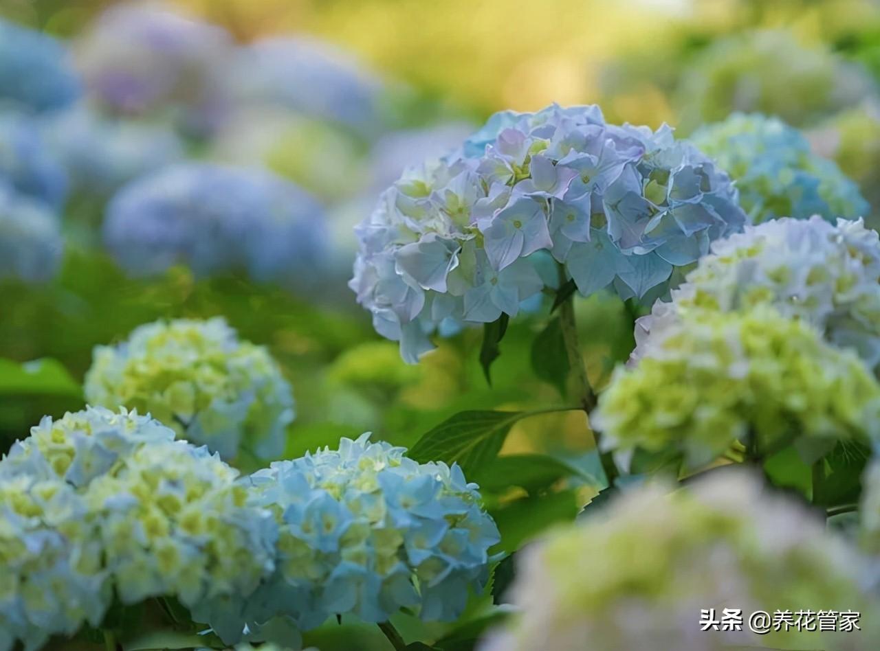水生花卉植物_水生花卉有什么_水生花卉有哪些