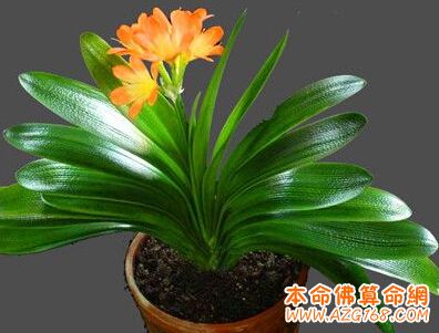 適合客廳擺放的花卉