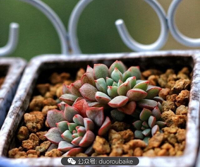 多肉的頑強比美麗更讓我們著迷！
