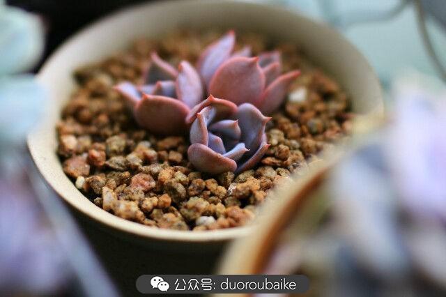 多肉是植物_植物多肉是什么顏色_植物多肉是什么意思