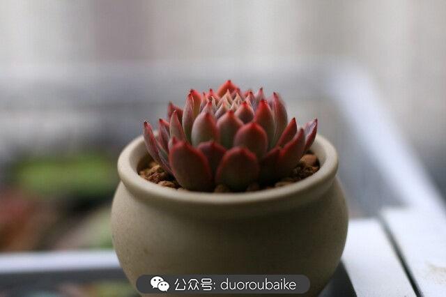 植物多肉是什么顏色_多肉是植物_植物多肉是什么意思