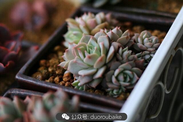 植物多肉是什么顏色_多肉是植物_植物多肉是什么意思