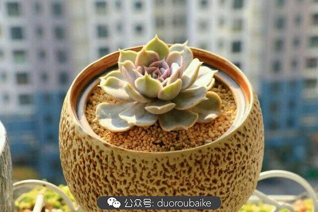 多肉是植物_植物多肉是什么顏色_植物多肉是什么意思