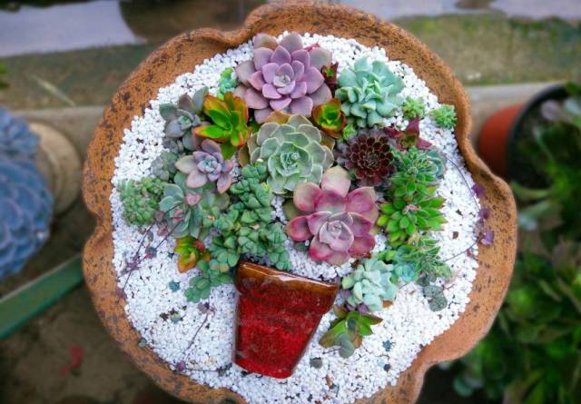 20種好看又好養(yǎng)的多肉植物，看完你一定會喜歡！