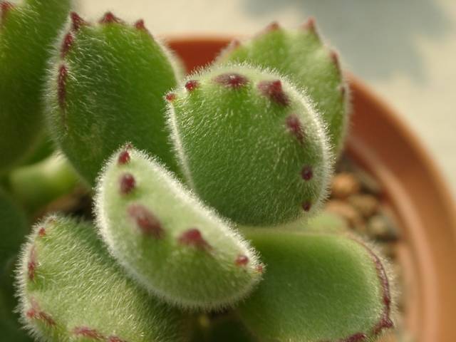 看多肉植物_看一下多肉植物_多肉植物識別大全