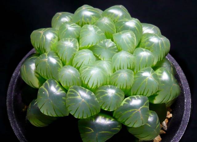 看一下多肉植物_看多肉植物_多肉植物識別大全