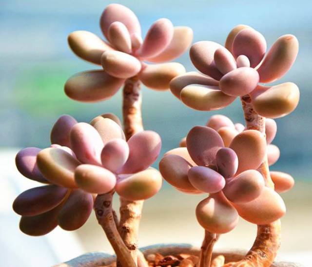 看多肉植物_多肉植物識別大全_看一下多肉植物