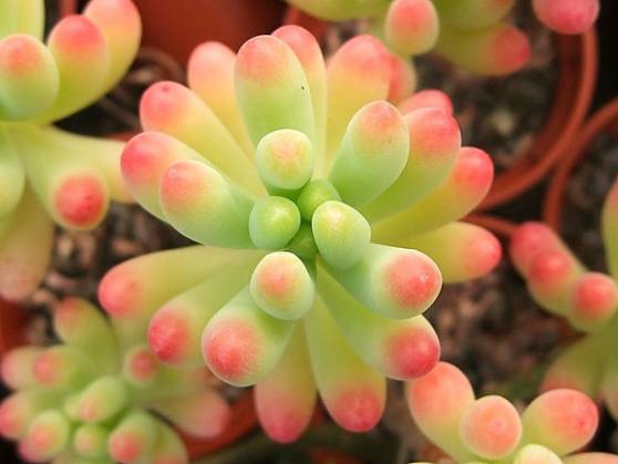 多肉植物識別大全_看一下多肉植物_看多肉植物