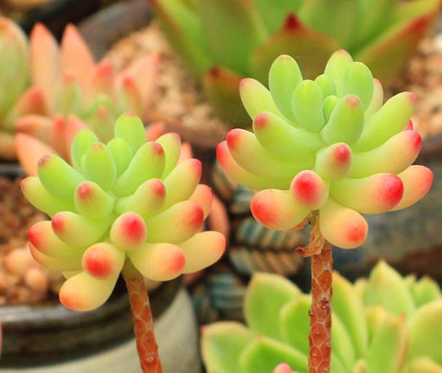 看多肉植物_多肉植物識別大全_看一下多肉植物