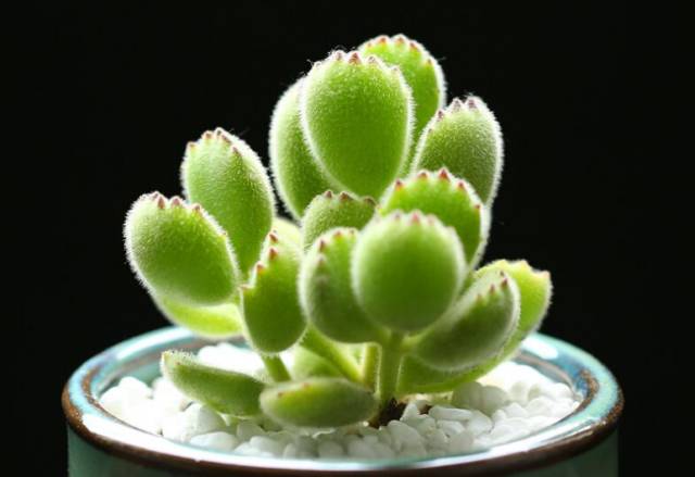 看多肉植物_看一下多肉植物_多肉植物識別大全