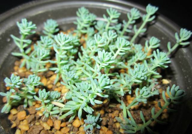 看多肉植物_看一下多肉植物_多肉植物識別大全