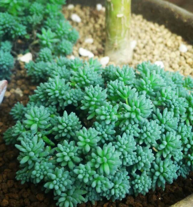 看一下多肉植物_多肉植物識別大全_看多肉植物