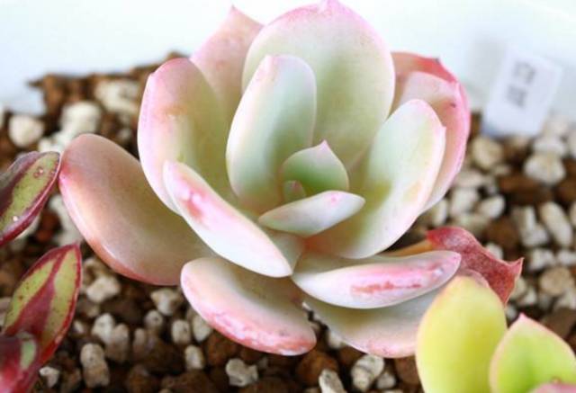 看多肉植物_多肉植物識別大全_看一下多肉植物