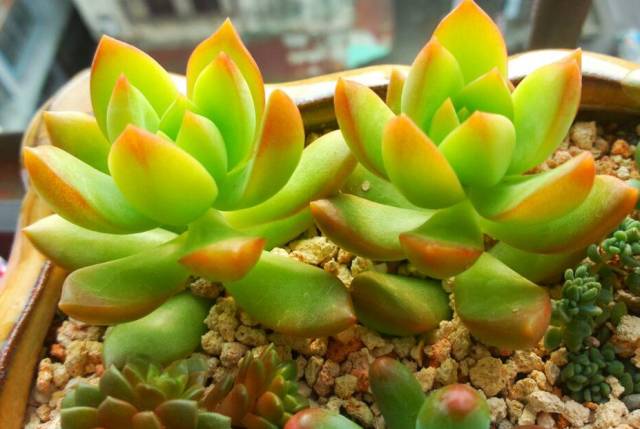 多肉植物識別大全_看多肉植物_看一下多肉植物