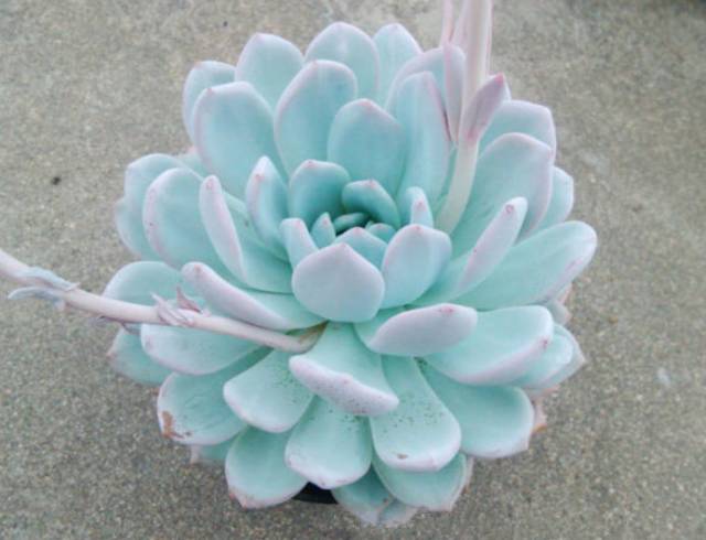 看一下多肉植物_看多肉植物_多肉植物識別大全