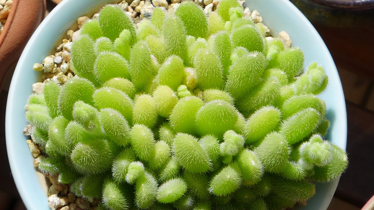 室內(nèi)養(yǎng)植物多肉怎么養(yǎng)_多肉植物室內(nèi)養(yǎng)_室內(nèi)養(yǎng)植物多肉好嗎