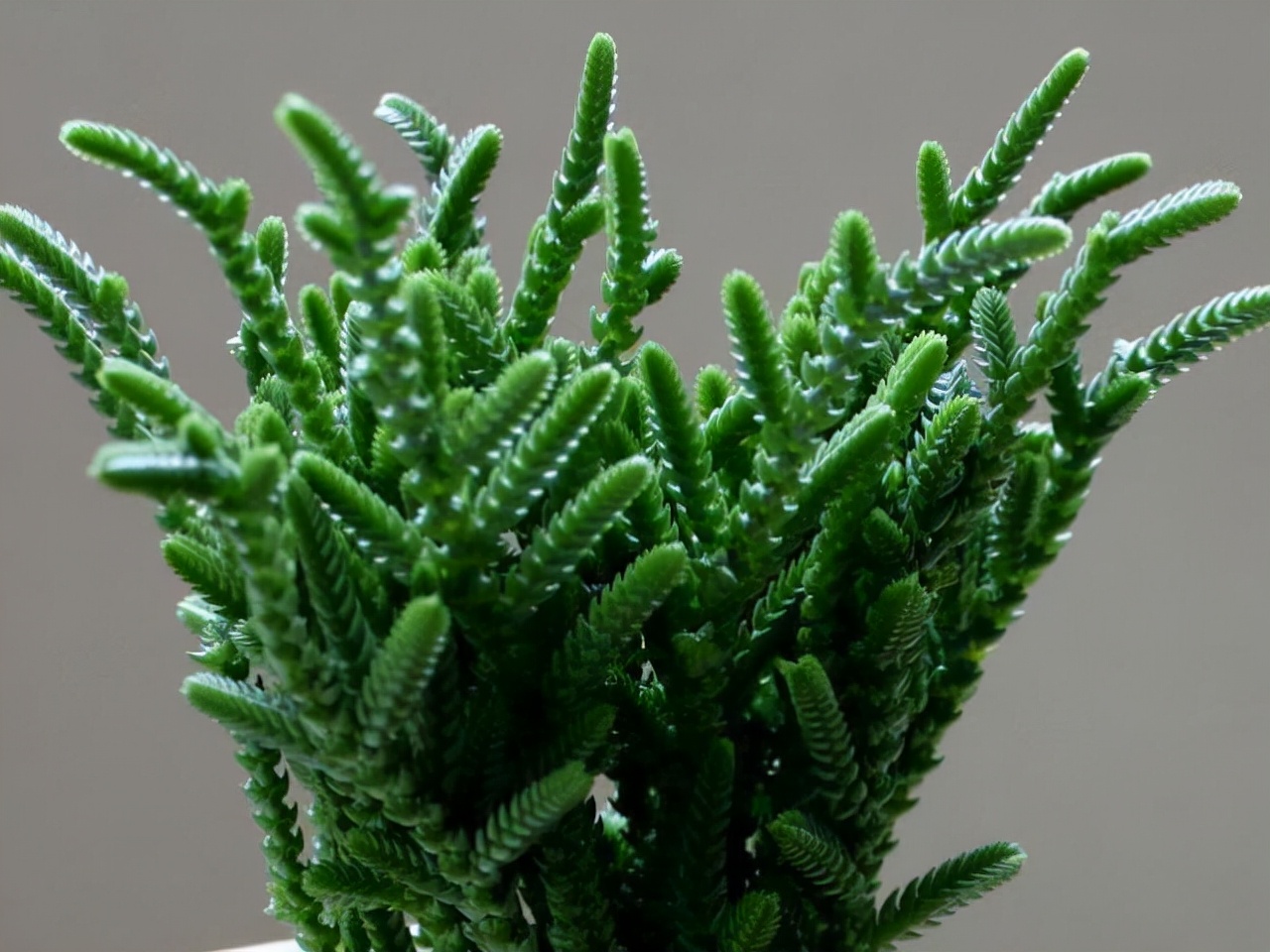 室內(nèi)養(yǎng)植物多肉怎么養(yǎng)_多肉植物室內(nèi)養(yǎng)_室內(nèi)養(yǎng)植物多肉好嗎