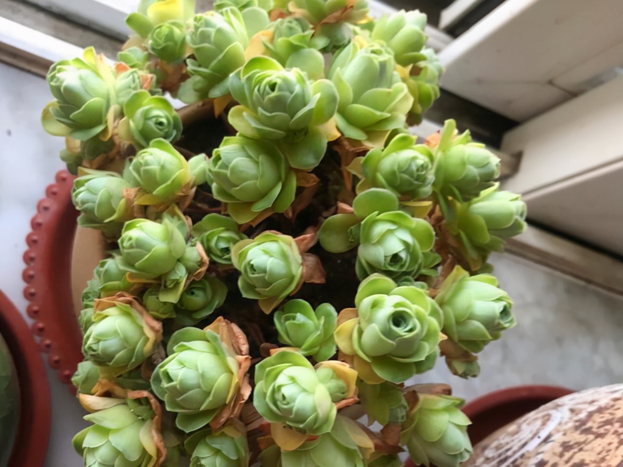 室內(nèi)養(yǎng)植物多肉怎么養(yǎng)_多肉植物室內(nèi)養(yǎng)_室內(nèi)養(yǎng)植物多肉好嗎