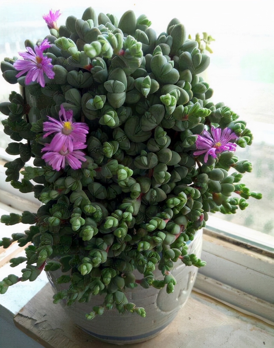 多肉植物室內(nèi)養(yǎng)_室內(nèi)養(yǎng)植物多肉怎么養(yǎng)_室內(nèi)養(yǎng)植物多肉好嗎