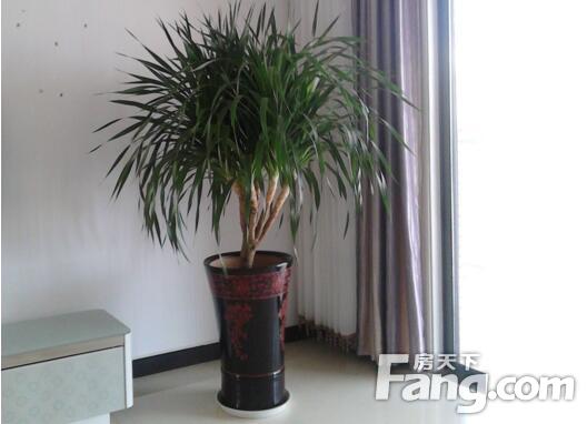 <strong>適合擺放客廳的植物有哪些,如何選購植物</strong>