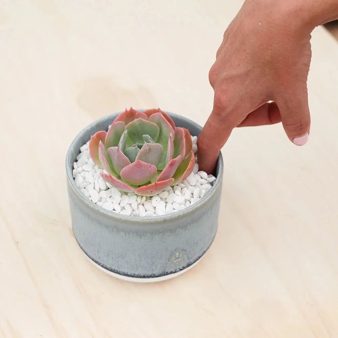 <strong>室內(nèi)養(yǎng)多肉學(xué)會(huì)正確澆水，各種盆栽多肉品種都能養(yǎng)好，能不斷繁殖</strong>