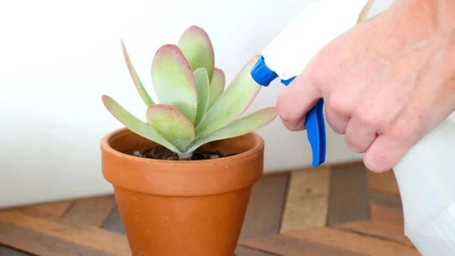 盆栽多肉好養(yǎng)嗎_盆栽室內(nèi)養(yǎng)植物多肉好嗎_多肉植物室內(nèi)盆栽好養(yǎng)