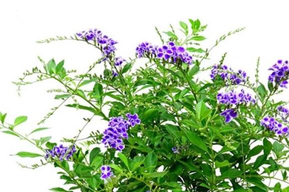 兩種花最適合新手養(yǎng)，有土就活，花開艷麗，滿屋散發(fā)奶香味