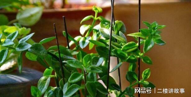 別養(yǎng)多肉綠蘿了，這4種新型吊蘭，一開就是300多天，還能凈化空氣