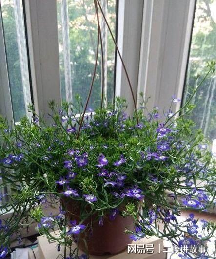 凈化空氣植物多肉好養(yǎng)嗎_凈化空氣植物多肉怎么養(yǎng)_凈化空氣植物多肉