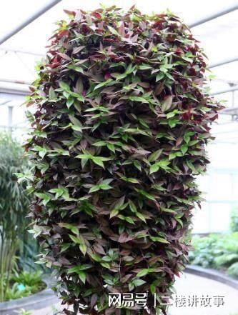 凈化空氣植物多肉怎么養(yǎng)_凈化空氣植物多肉好養(yǎng)嗎_凈化空氣植物多肉