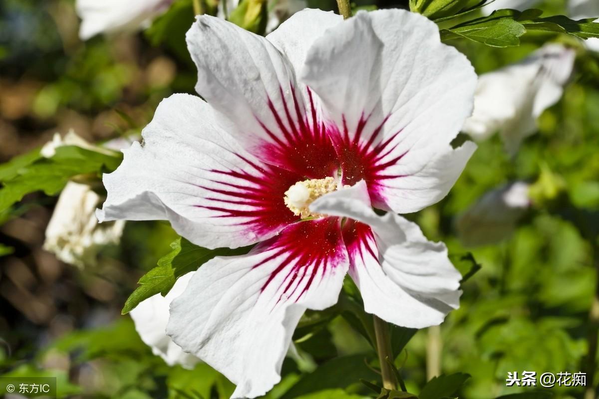 冬天也能開爆盆的幾種花，好看又好養(yǎng)，寒冬臘月一直開！