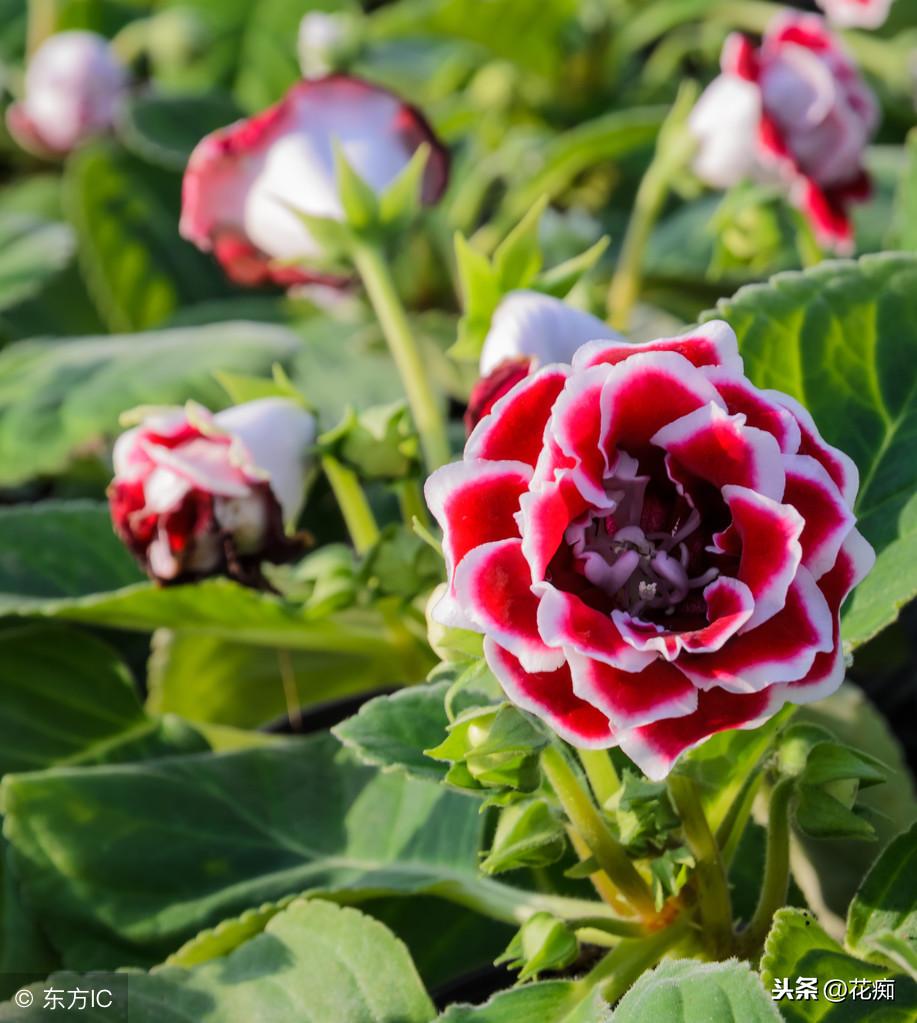 適合冬天養(yǎng)的綠植_冬養(yǎng)綠植適合天然環(huán)境嗎_冬天適合養(yǎng)植物