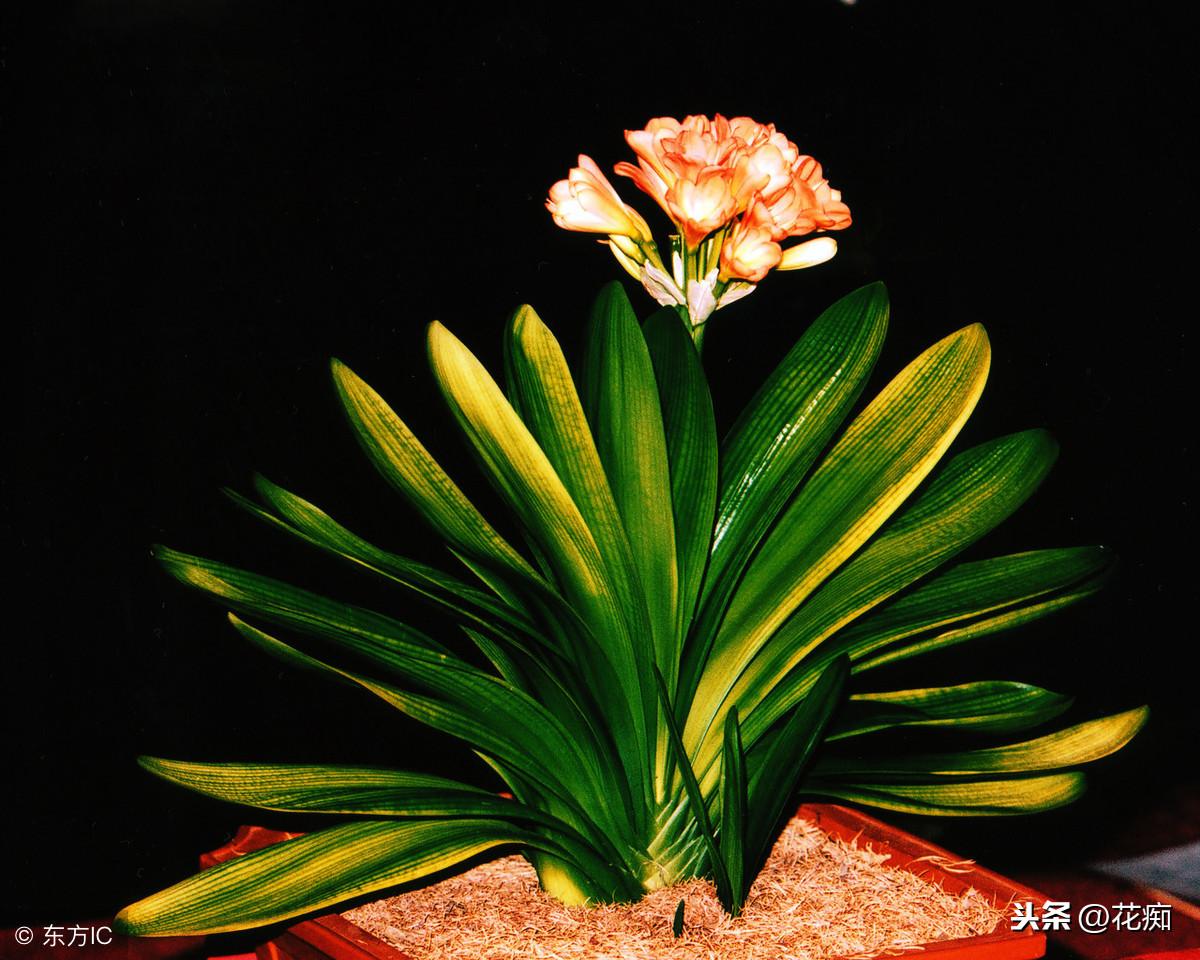 冬養(yǎng)綠植適合天然環(huán)境嗎_冬天適合養(yǎng)植物_適合冬天養(yǎng)的綠植