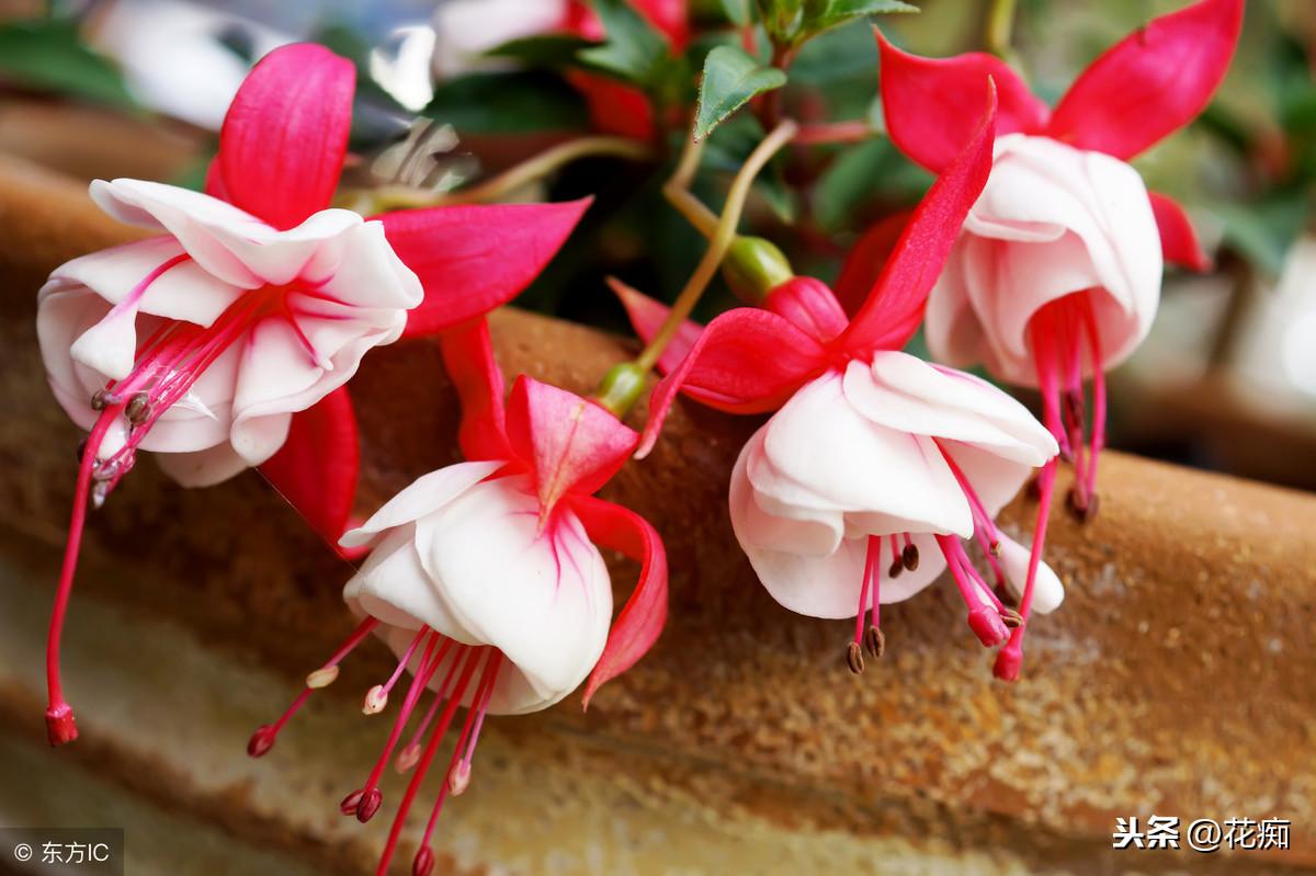 冬養(yǎng)綠植適合天然環(huán)境嗎_冬天適合養(yǎng)植物_適合冬天養(yǎng)的綠植