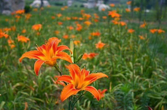 宿根花卉有哪些_花卉宿根是什么意思_宿根花卉根系
