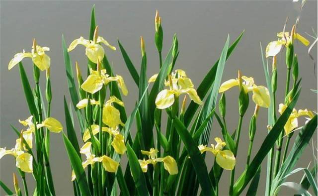 宿根花卉有哪些_宿根花卉根系_花卉宿根是什么意思