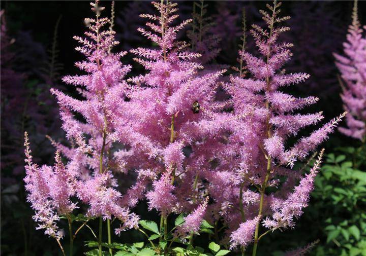 宿根花卉根系_花卉宿根是什么意思_宿根花卉有哪些