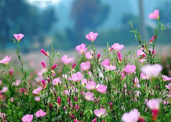 宿根花卉根系_花卉宿根是什么意思_宿根花卉有哪些