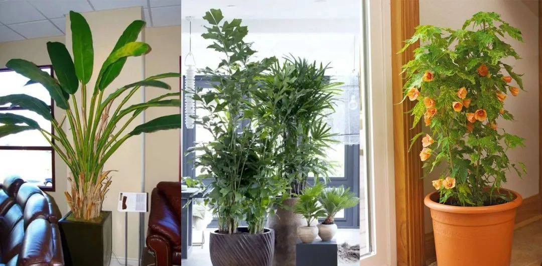 想養(yǎng)熱帶盆栽植物，可考慮這5種觀葉植物和4種開花植物