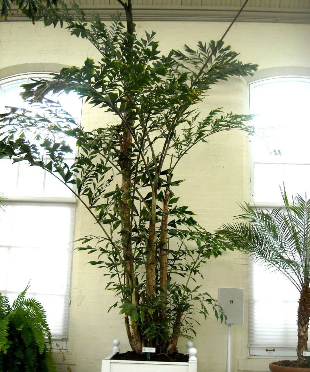 室內(nèi)植物哪個好養(yǎng)活_室內(nèi)比較好養(yǎng)的植物_室內(nèi)養(yǎng)什么植物最好排名