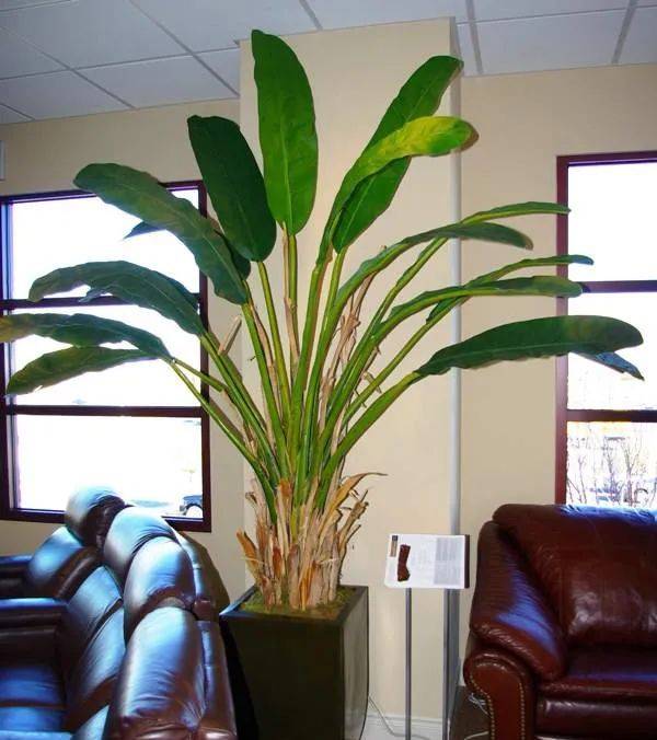 室內(nèi)養(yǎng)什么植物最好排名_室內(nèi)比較好養(yǎng)的植物_室內(nèi)植物哪個好養(yǎng)活